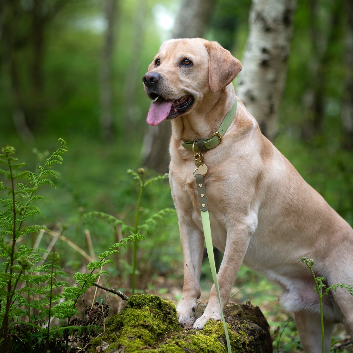 Boots Colourblock BioThane® Collar
