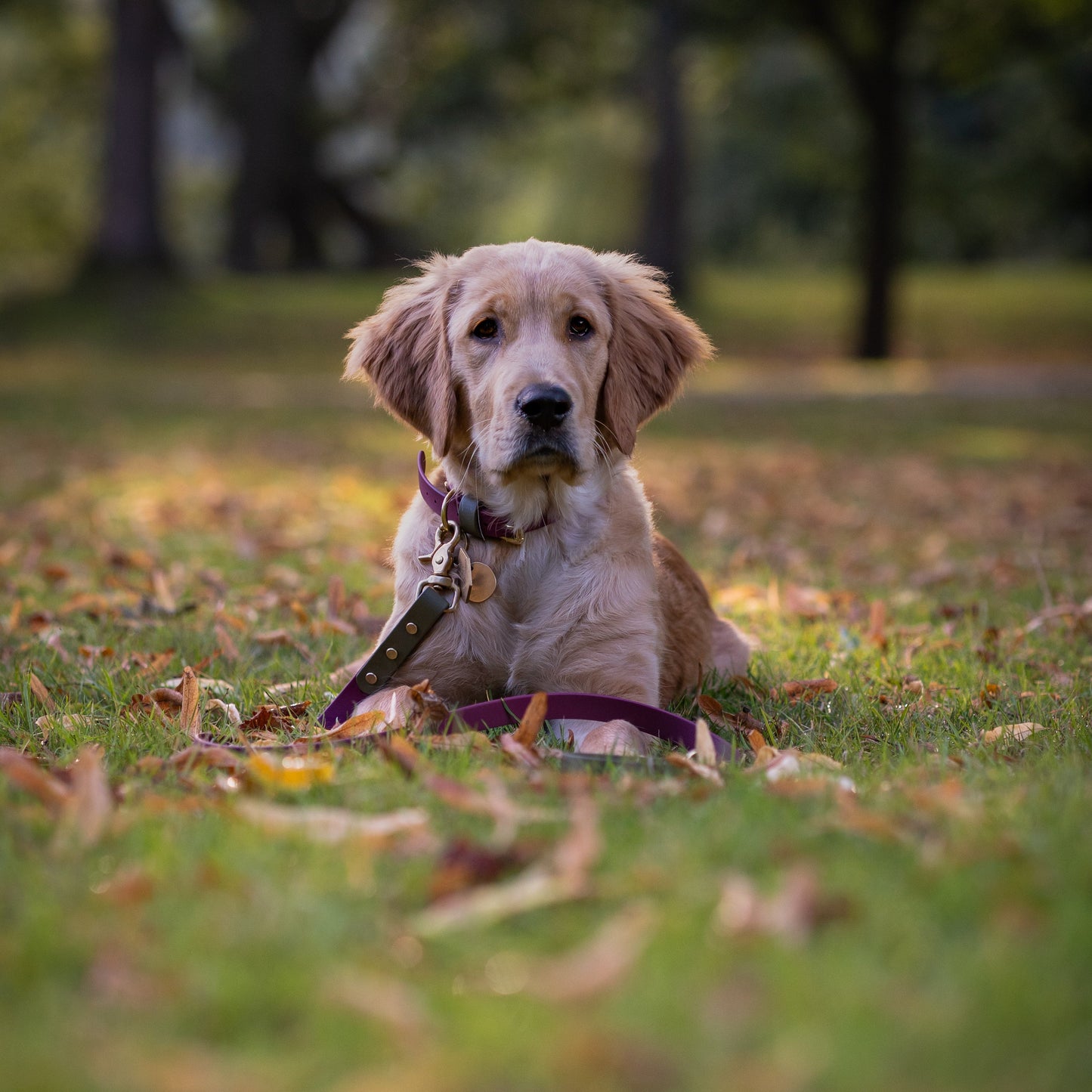 Dottie Crossbody Multiway BioThane® Lead