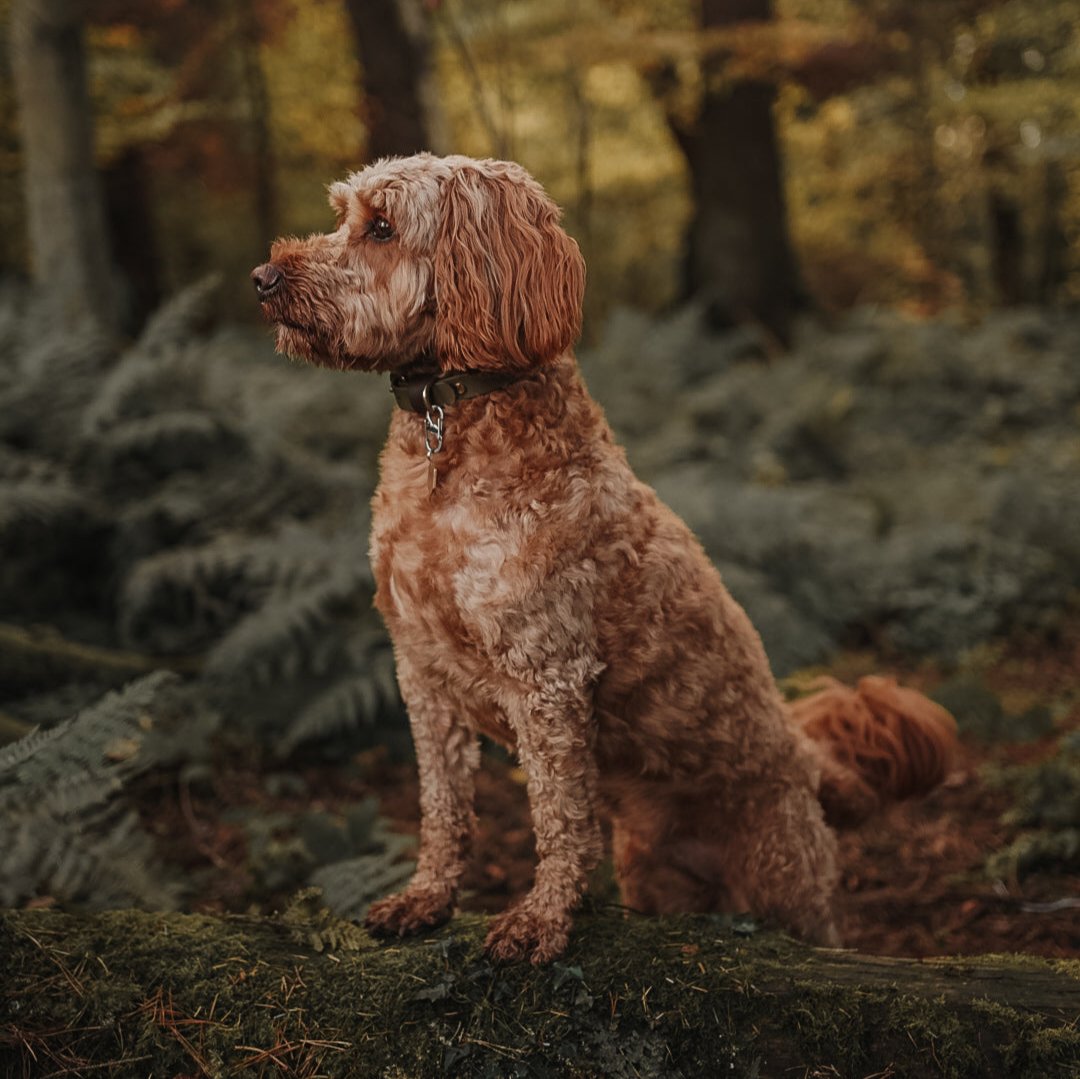 Otto Colourblock BioThane® Collar