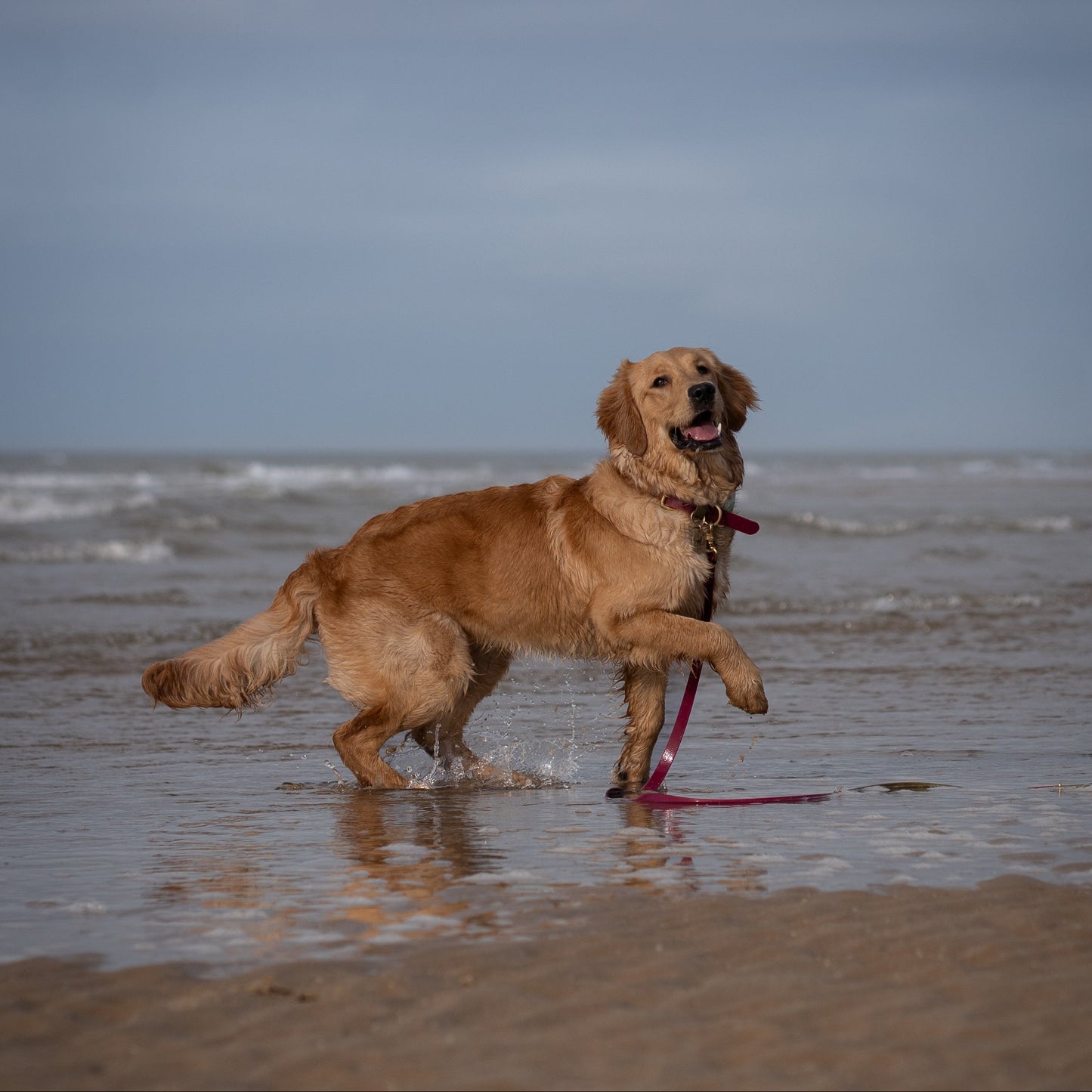 Dottie Colourblock BioThane® Collar