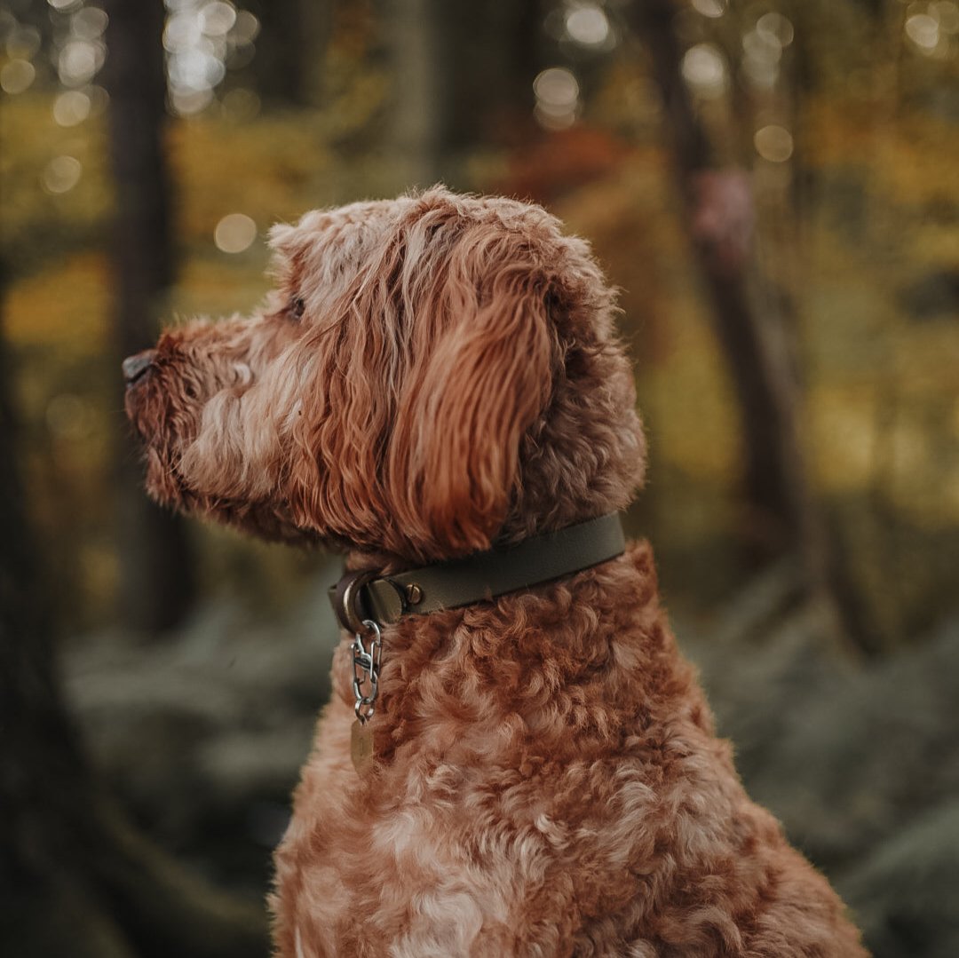 Otto Colourblock BioThane® Collar