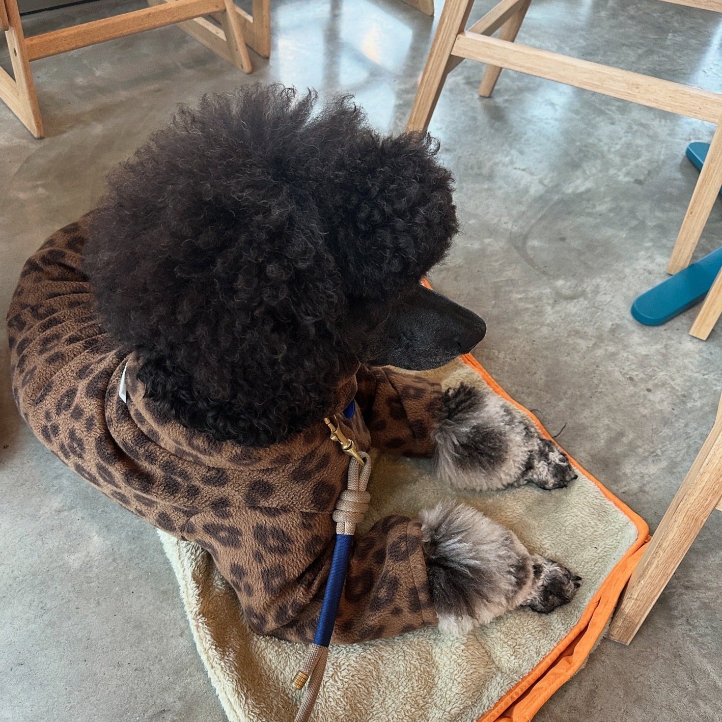 Leopard Print Fleece Dog Onesie