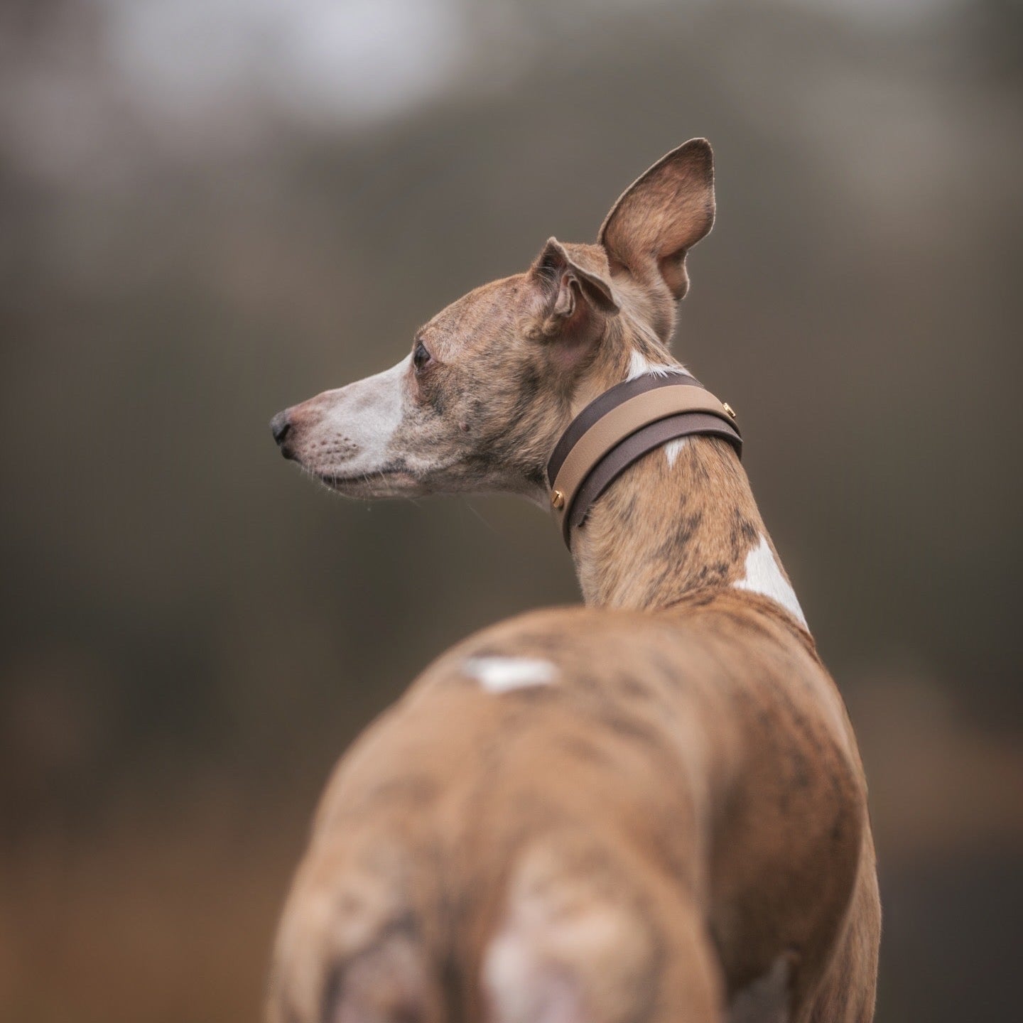 Mia BioThane® Hound Style Collar