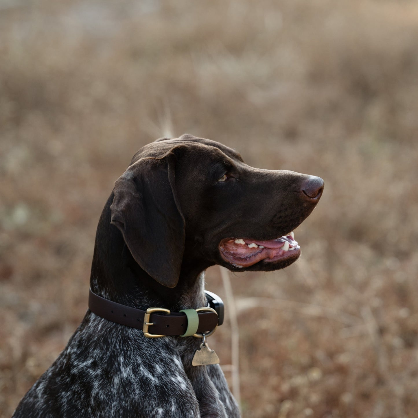 Zeus Colourblock BioThane® Collar