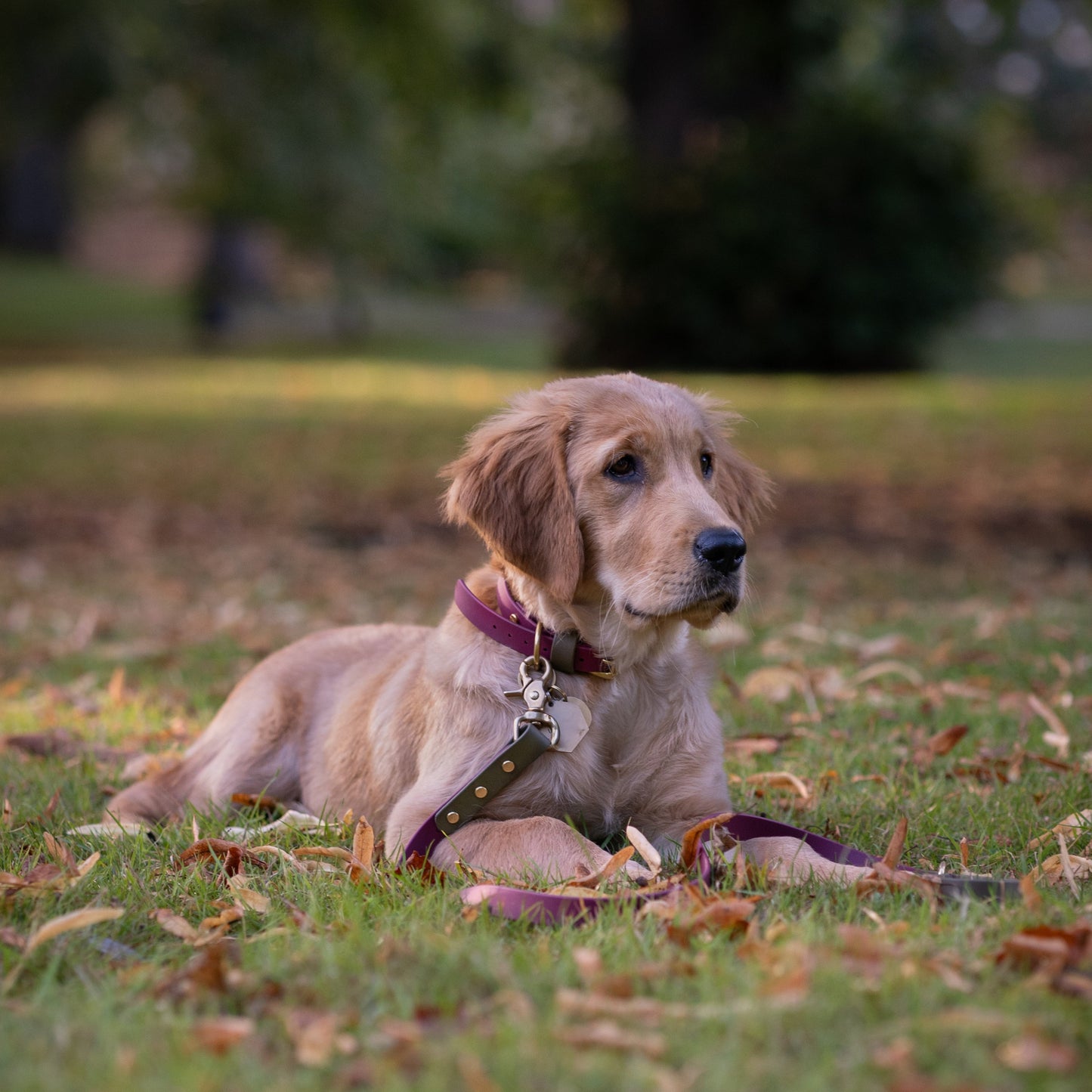 Dottie Colourblock BioThane® Collar