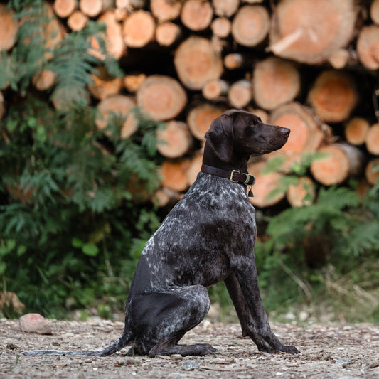 Zeus Colourblock BioThane® Collar