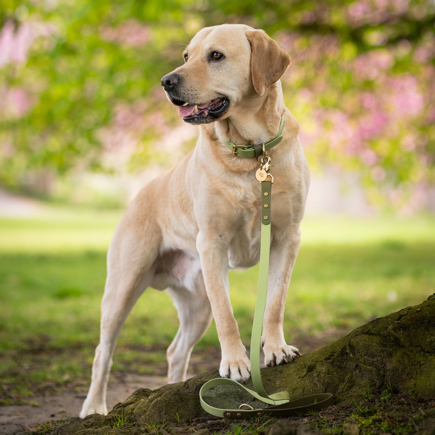 Boots Colourblock BioThane® Collar