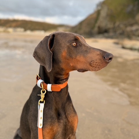 Towans Colourband BioThane® Collar