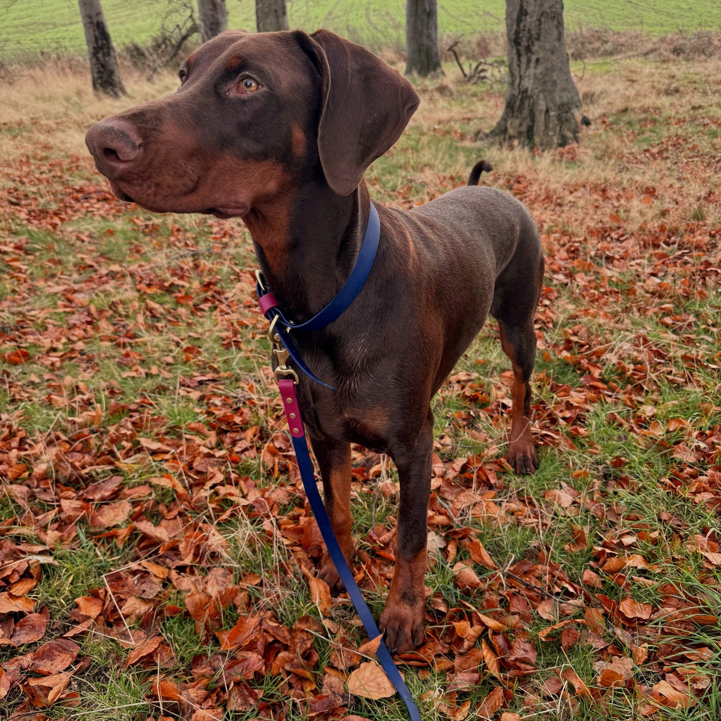 Rolo Colourblock BioThane® Collar