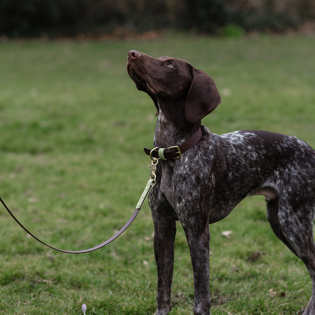 Zeus Colourblock BioThane® Collar