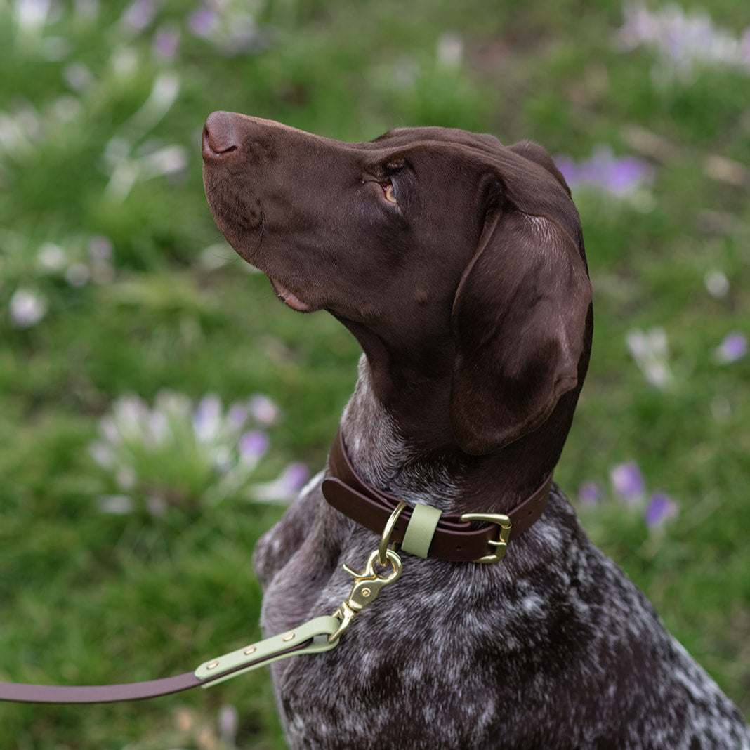 Zeus Colourblock BioThane® Collar